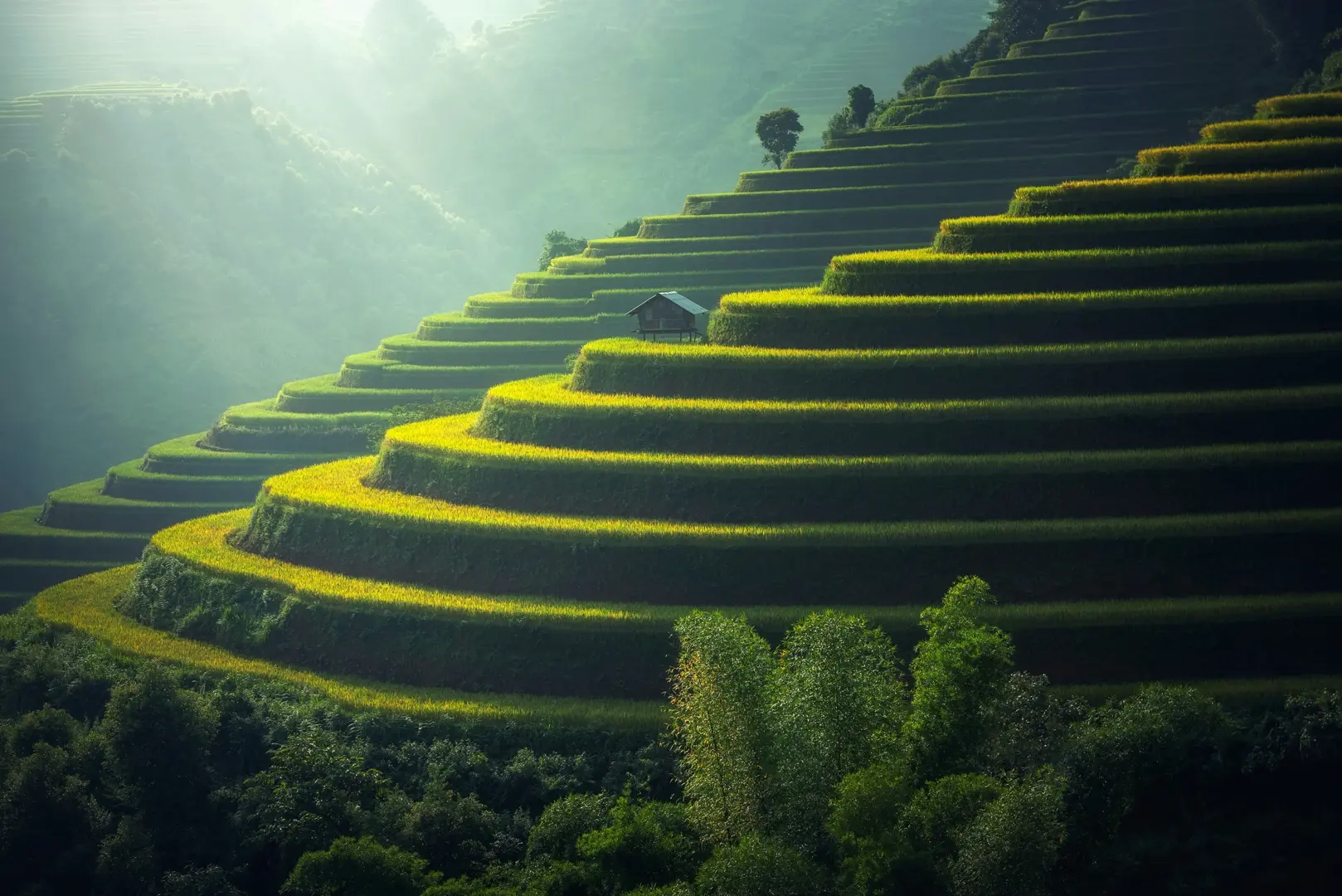 Rice Field Landscape