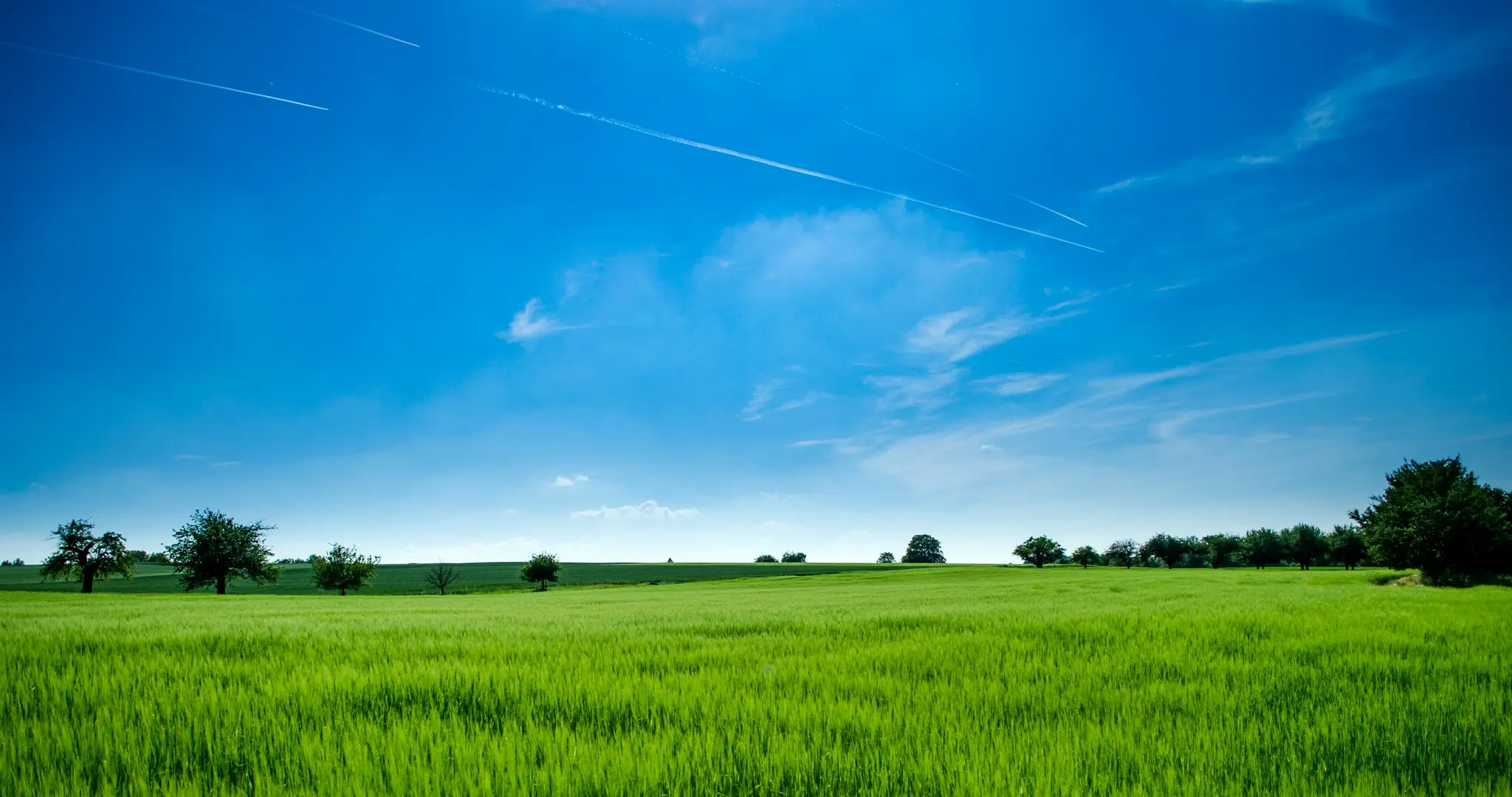 Grass Landscape